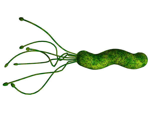A natural plant that in traditional medicine helps inhibit the growth of Helicobacter pylori, a bacterium