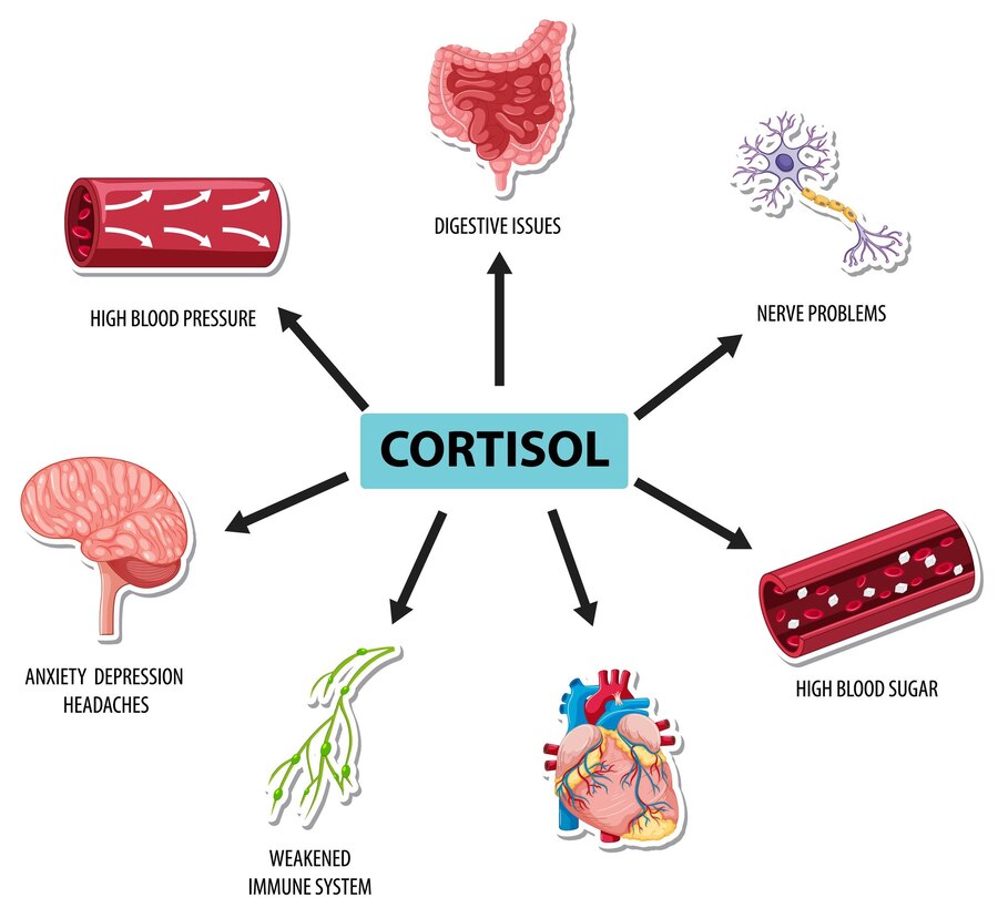 Jak může kortizol zničit svalový kolagen a další proteiny?