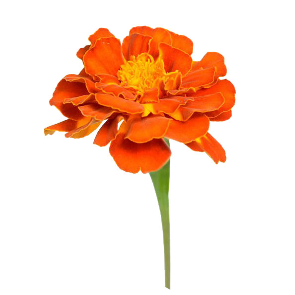 What kind of healing aid does marigold help?