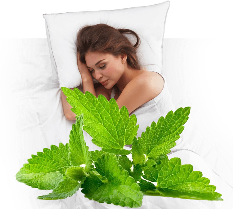 Kako melisa (Melissa officinalis) pomaže spavanju i kako je pripremamo?