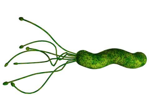 Une plante naturelle qui, en médecine traditionnelle, aide à inhiber la croissance d'Helicobacter pylori, une bactérie