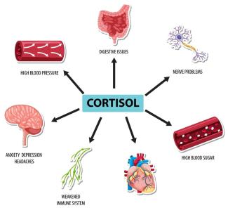 How can cortisol destroy muscle collagen and other proteins?