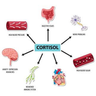 ¿Cómo puede el cortisol destruir el colágeno muscular y otras proteínas?